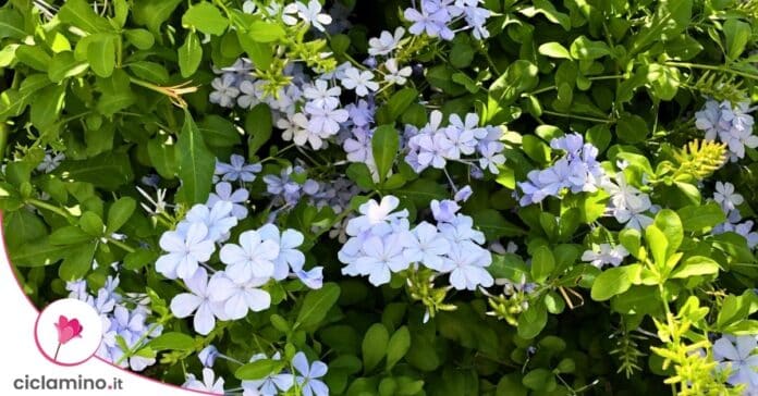 plumbago