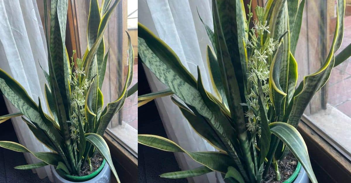 decorum sansevieria Sansevieria Ocean Star | Dwarf Snake Plant main image 1