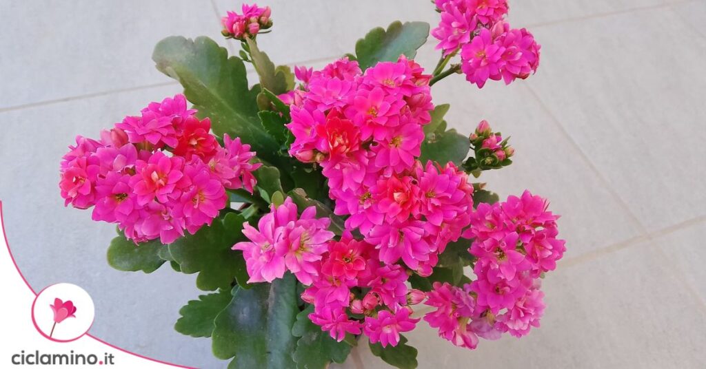 Kalanchoe seconda fioritura