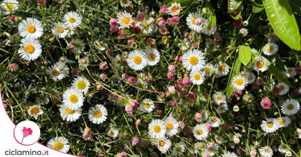 Margheritina messicana