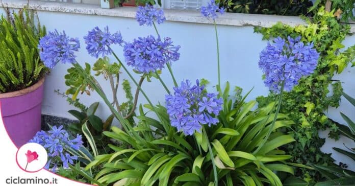 agapanto in fiore