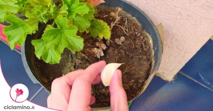 aglio per piante