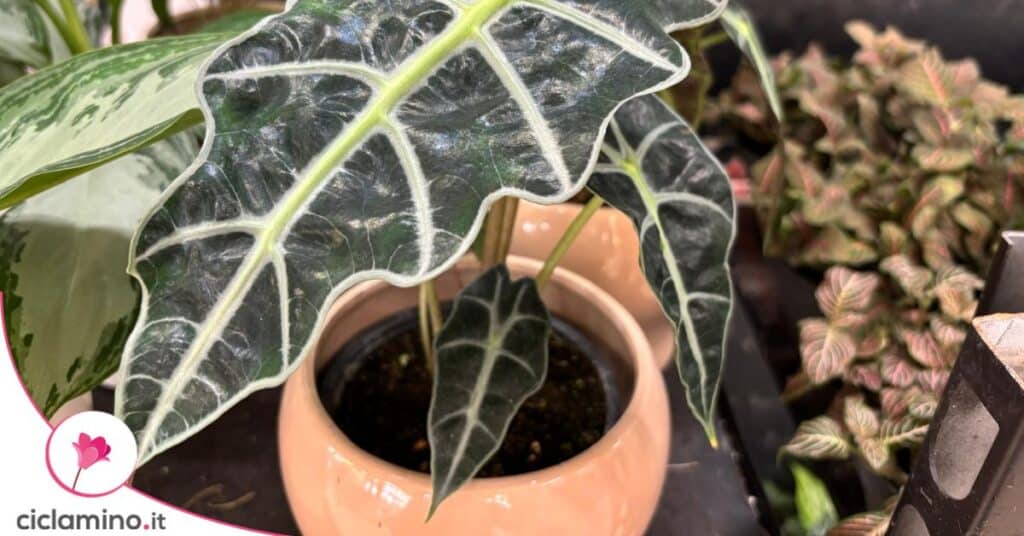 alocasia