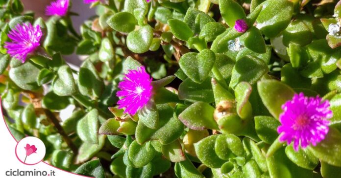 aptenia cordifolia fiori