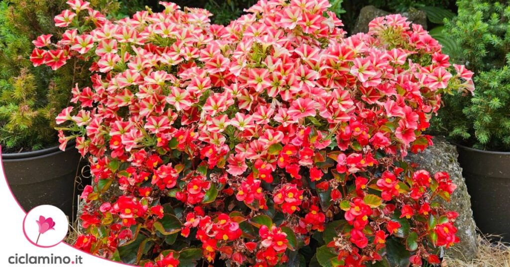 begonia petunia