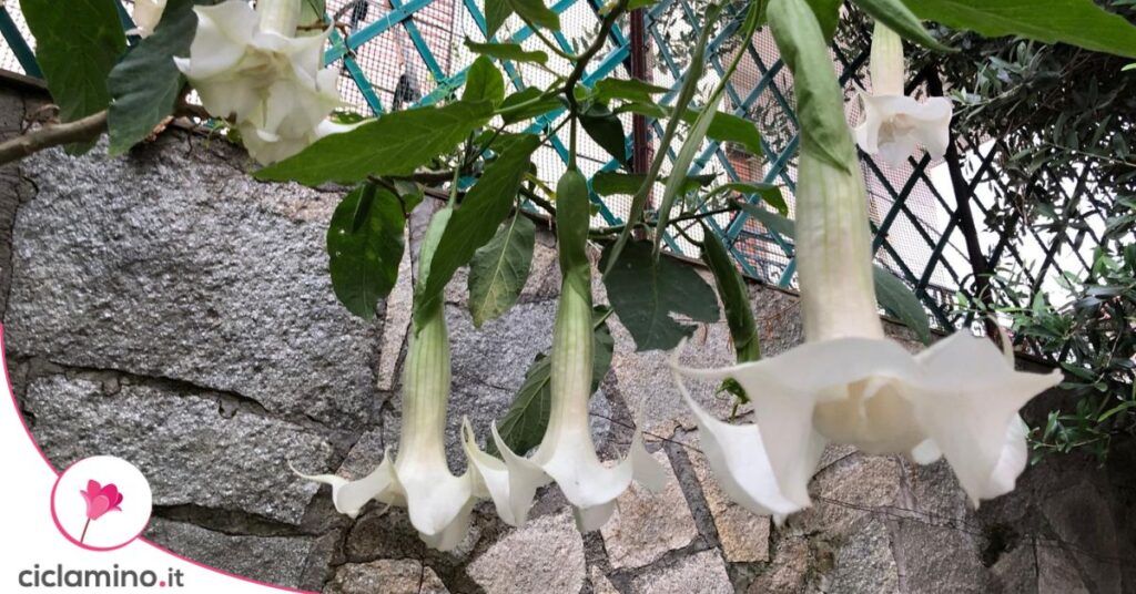 brugmansia