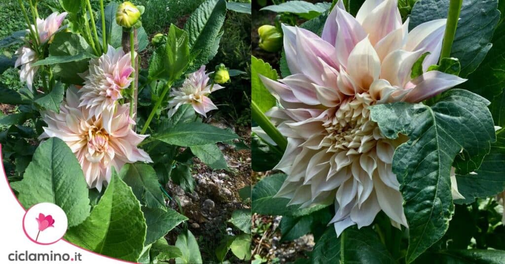 dalia