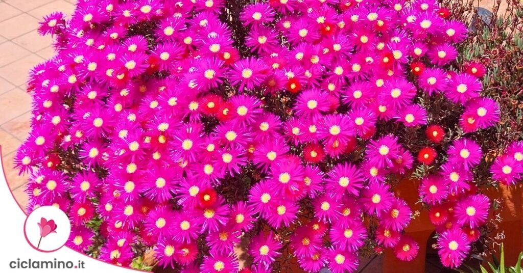 delosperma