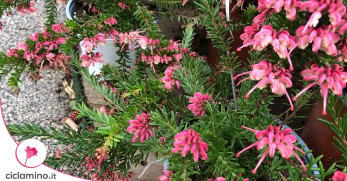 grevillea
