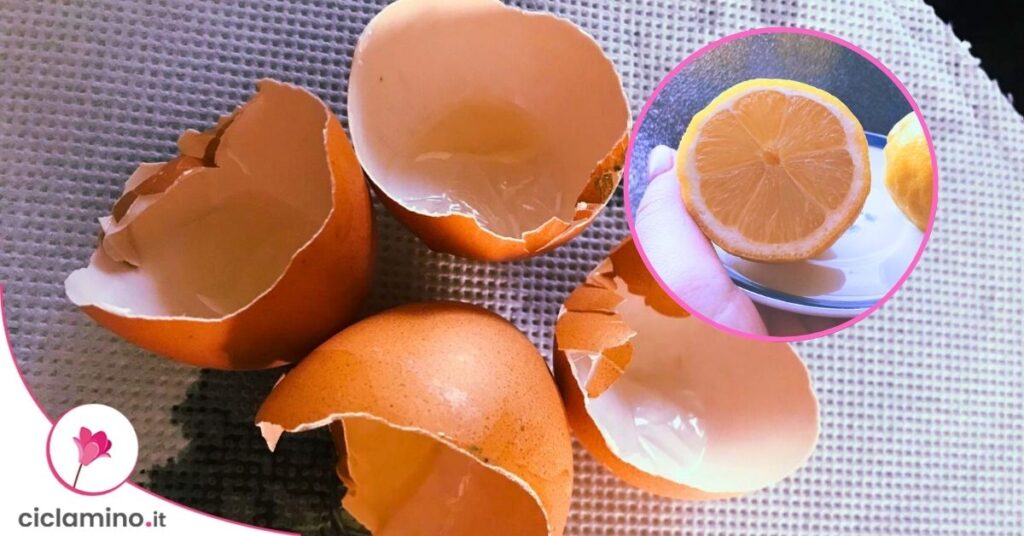 gusci d'uovo e limone