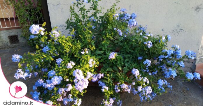 plumbago fiori