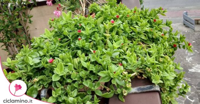 aptenia cordifolia