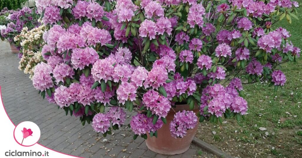 rododendro