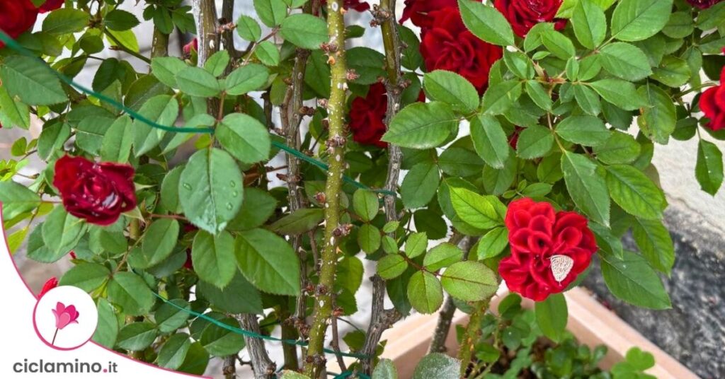 rose con oidio