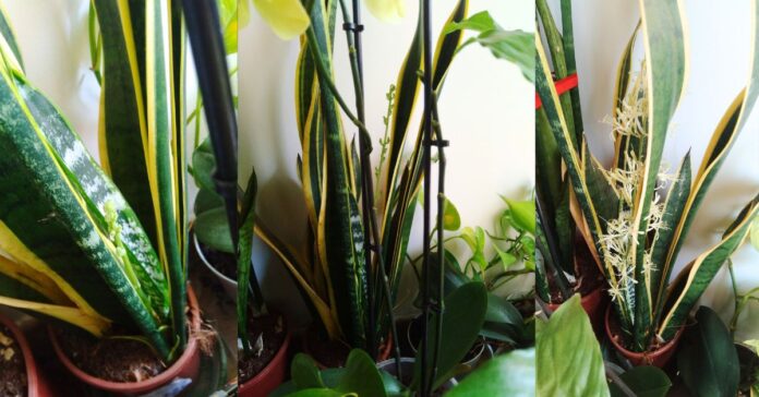 sansevieria fioritura