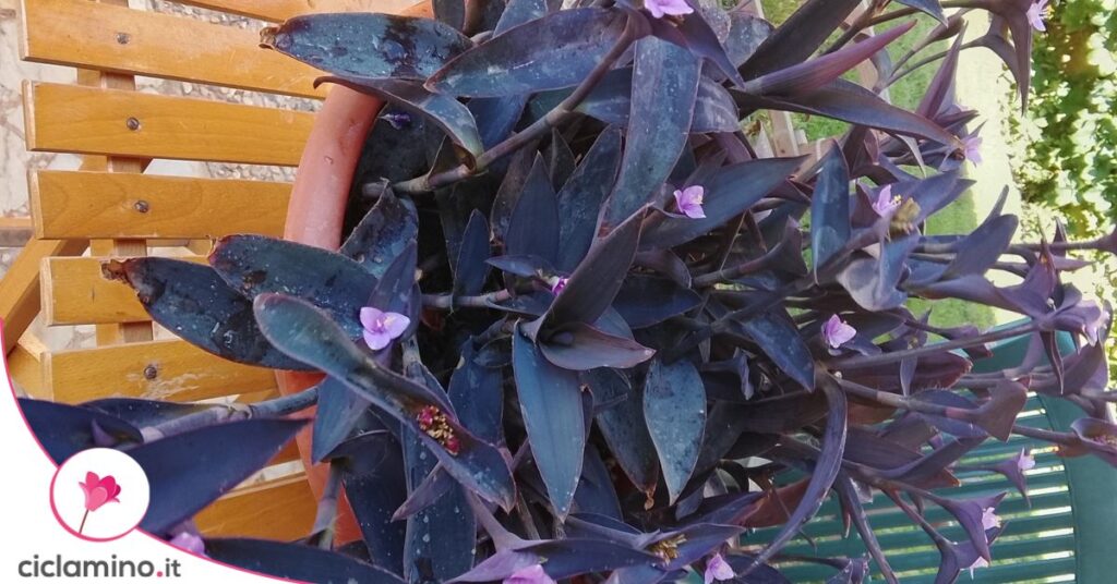 tradescantia pallida