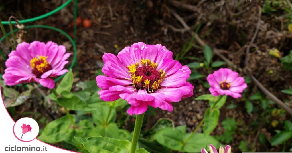 zinnie fiori