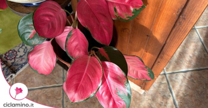Aglaonema flamingo