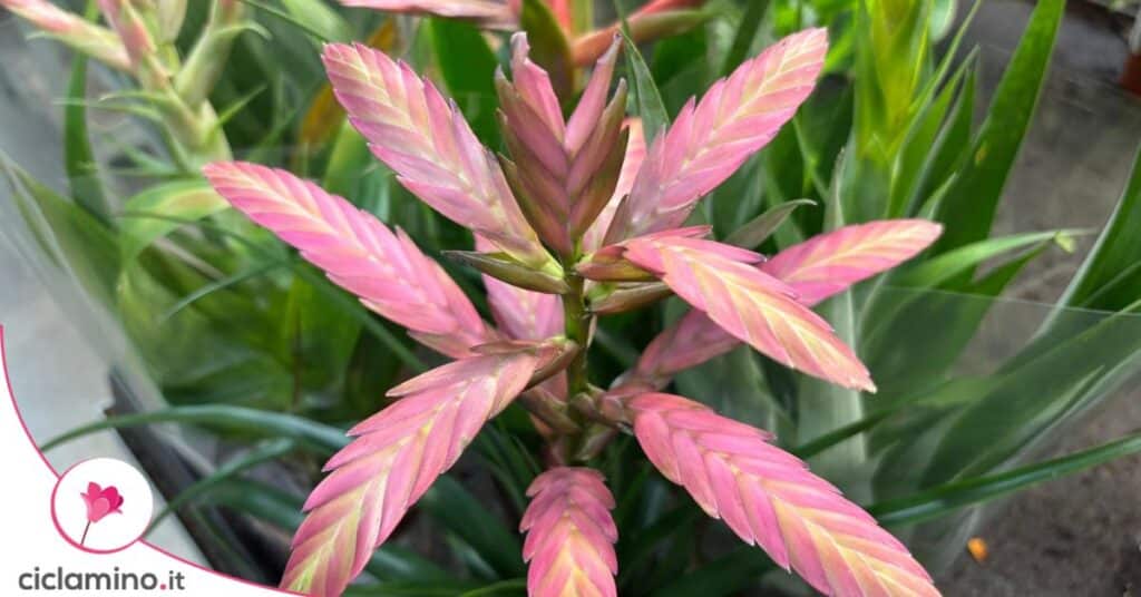 Thillandsia