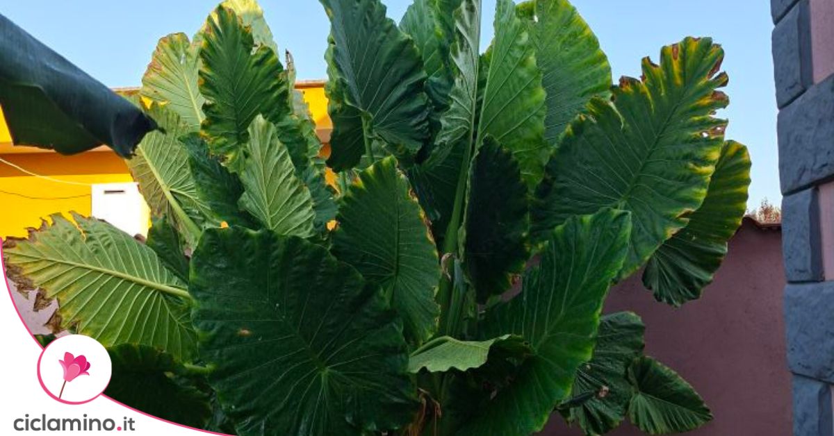 AMERIQUE, coppia di piante artificiali con palma tropicale, con vaso per la scuola materna, tecnologia al tatto, con protezione UV, verde, ognuna con 24 grandi foglie