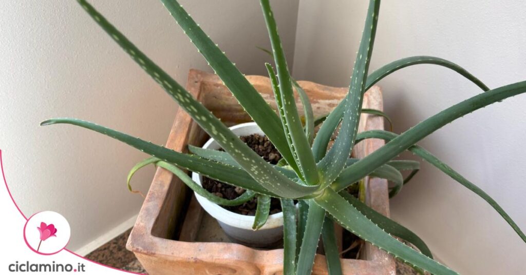 aloe vera