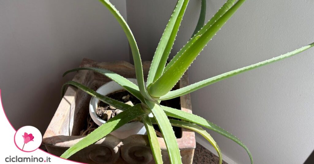 aloe vera vaso