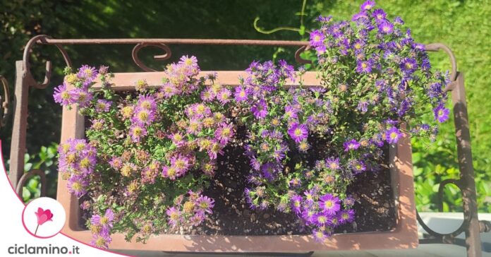 aster fiori secchi
