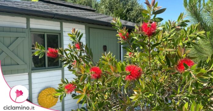 callistemon pianta scopettino