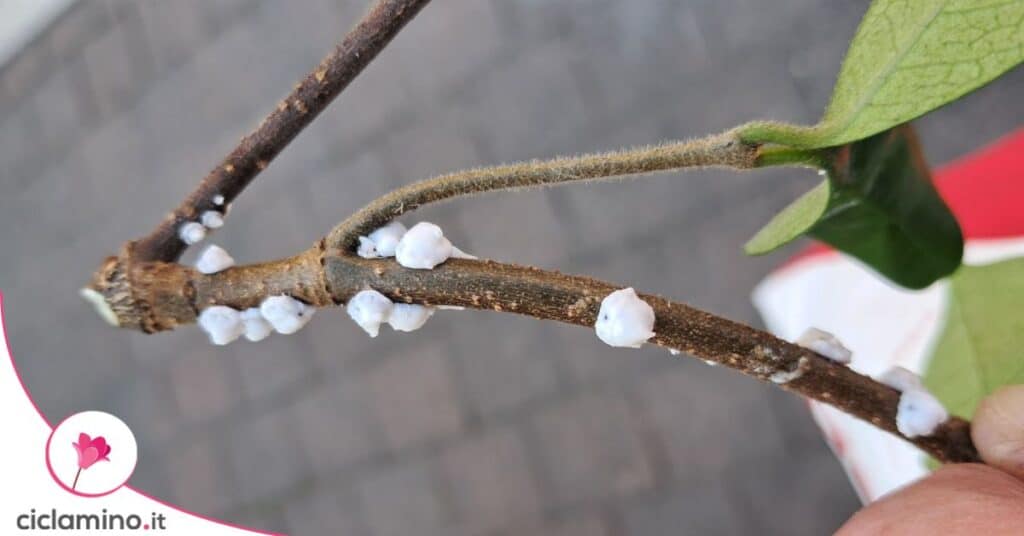 cocciniglia cotonosa