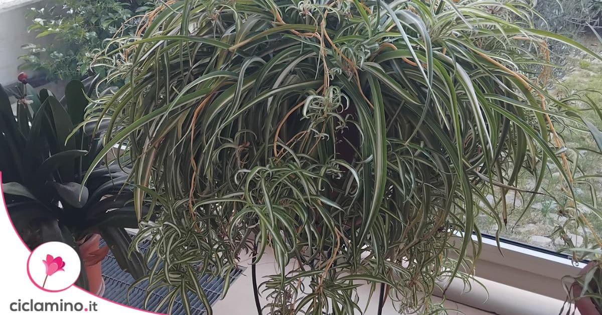 Come capire se è il momento adatto per togliere i ragnetti dal falangio ...