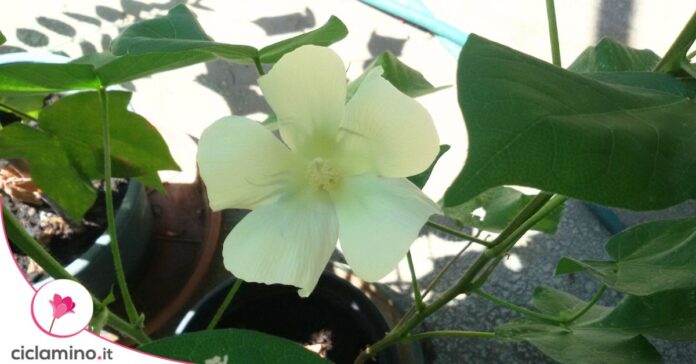 fiore del cotone