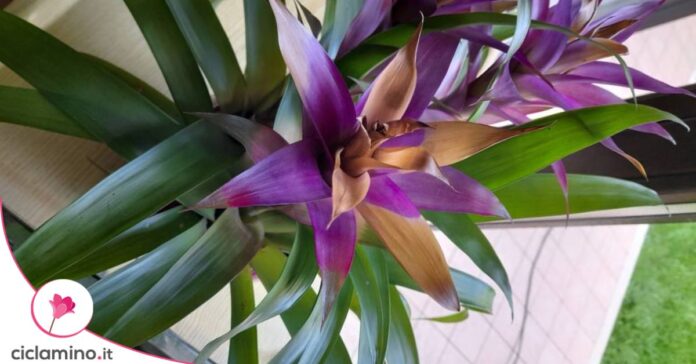 guzmania bromelia