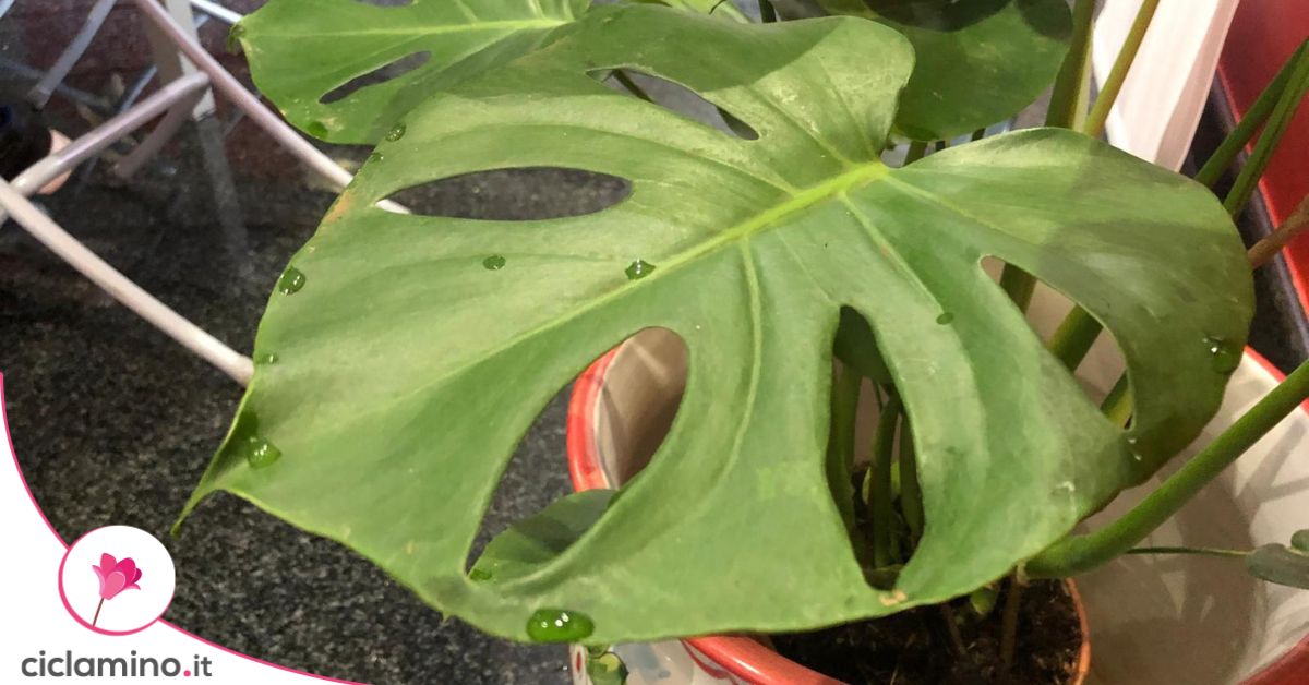 Un segnale inequivocabile dell'aver innaffiato troppo la Monstera