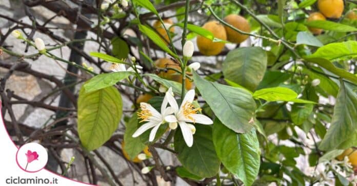 limone fiori frutti