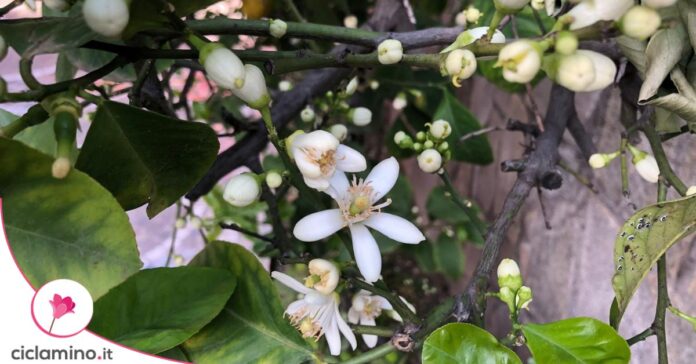 limone zagare