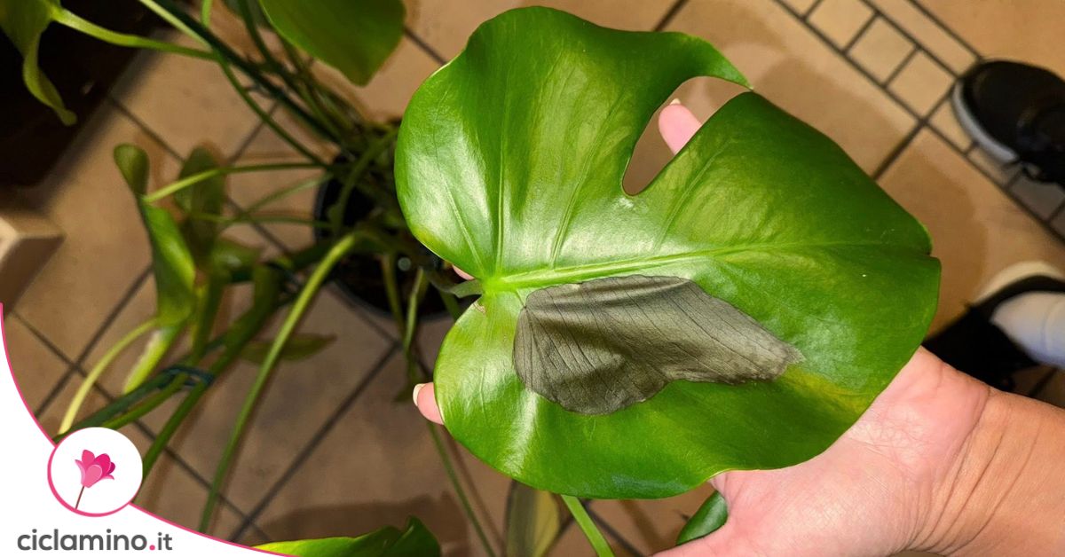 monstera house Swiss Cheese Monstera Hanging Basket: Unique Hanging Vine with Fenestrated  Leaves - (6” Hanging Pot) – Easy Plant Care main image 1