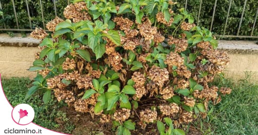 ortensia fiori secchi