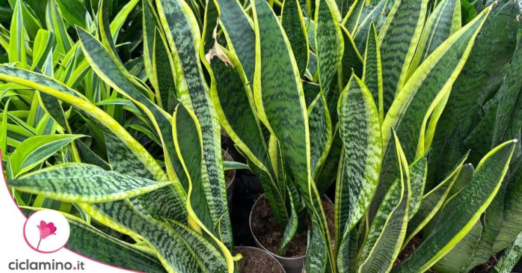 sansevieria vaso