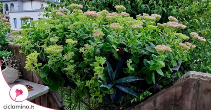 sedum