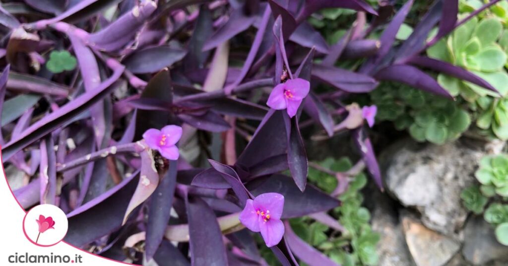 tradescantia fiori