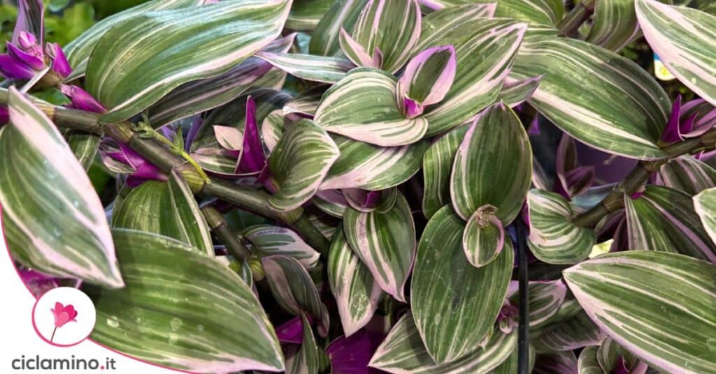 tradescantia nanouk variegata