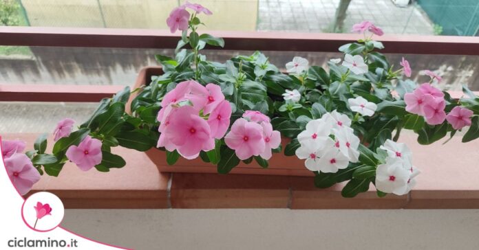 vinca