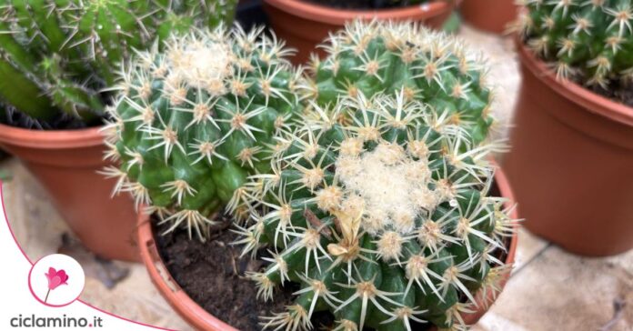 Cactus lanuggine