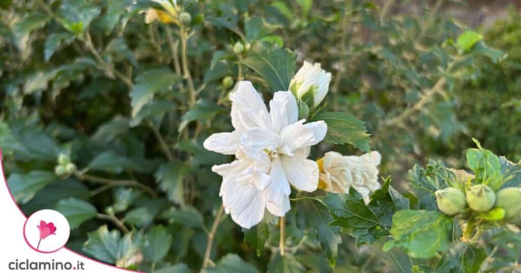 Ibisco chiffon