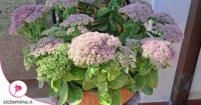 Sedum telephium