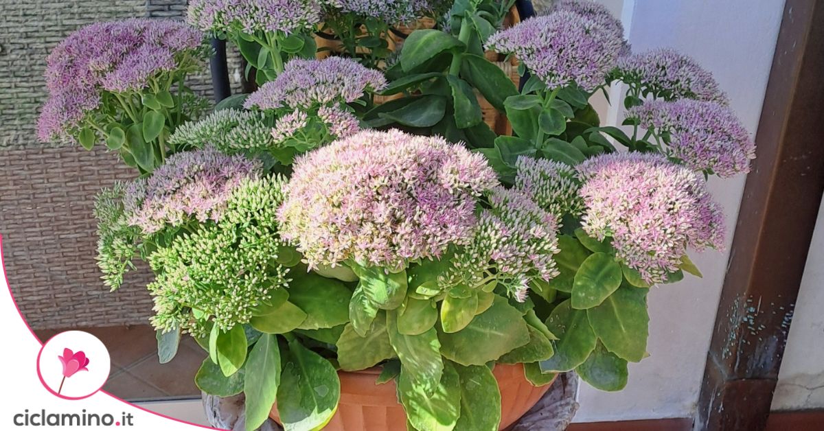 Pianta Di Sedum Con I Fiori Porpora Luminosi Fotografia Stock - Foto 6