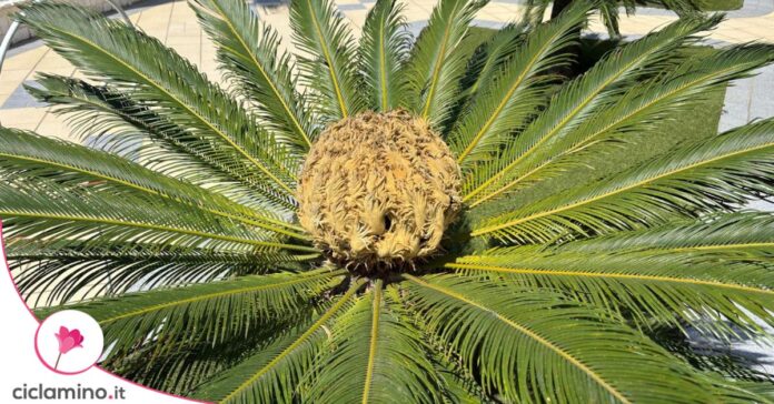 cycas palla fiore