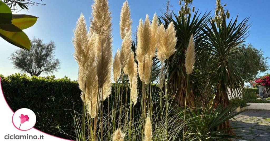 erba delle pampas