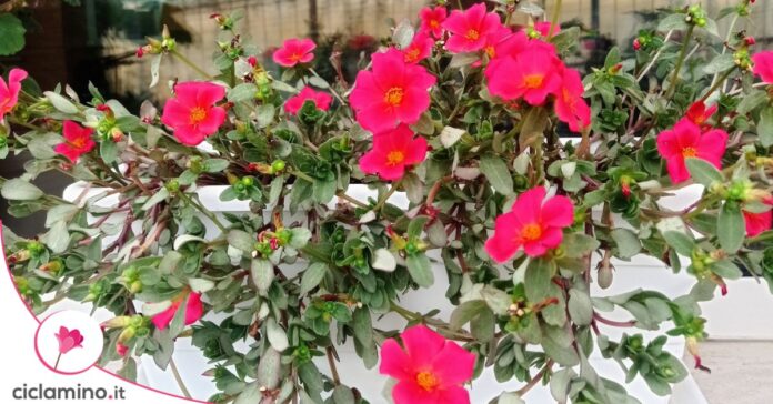 fiori portulaca