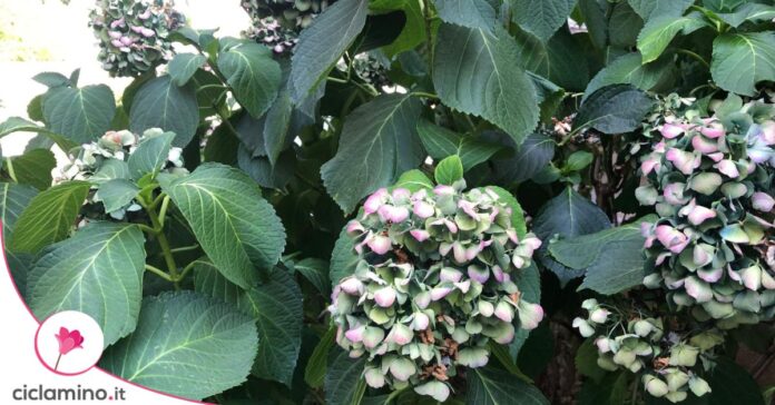 ortensie sfiorite
